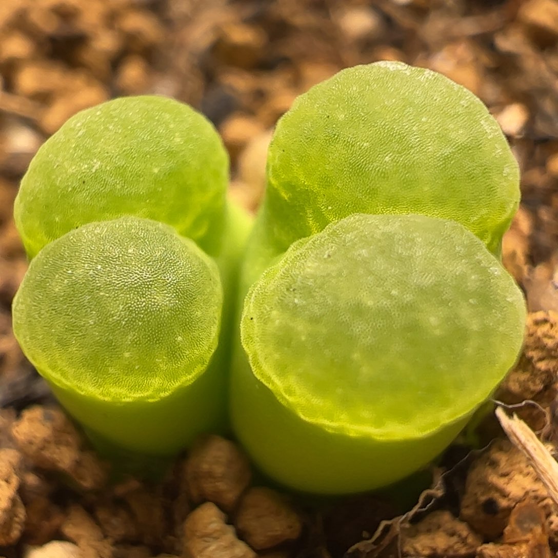 芭比极窗多肉植物百科1