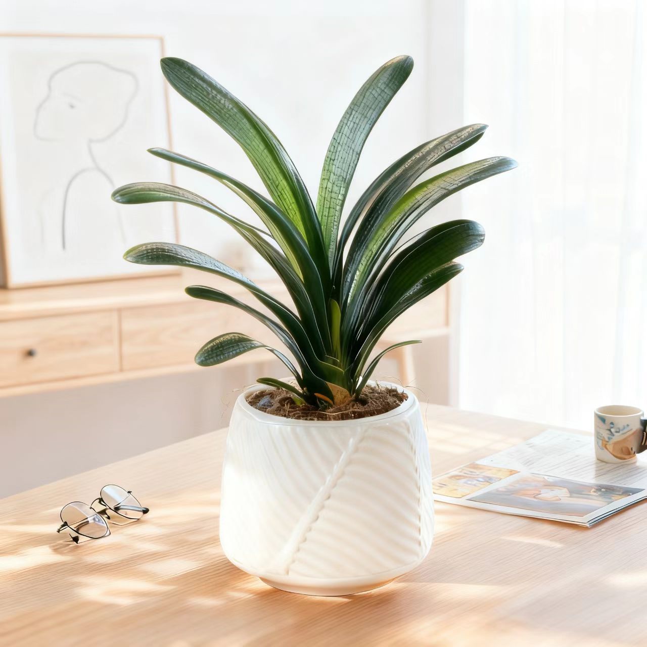 补贴【带白盆】8-10叶君子兰盆栽室内花卉适合客厅办公室摆四季常青