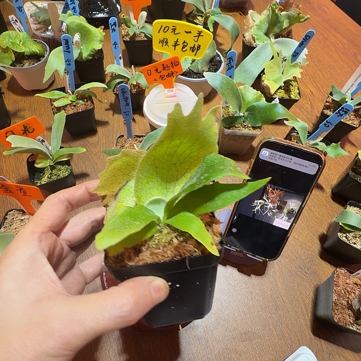 说***呢无花朵鹿野直播间购买Foythong