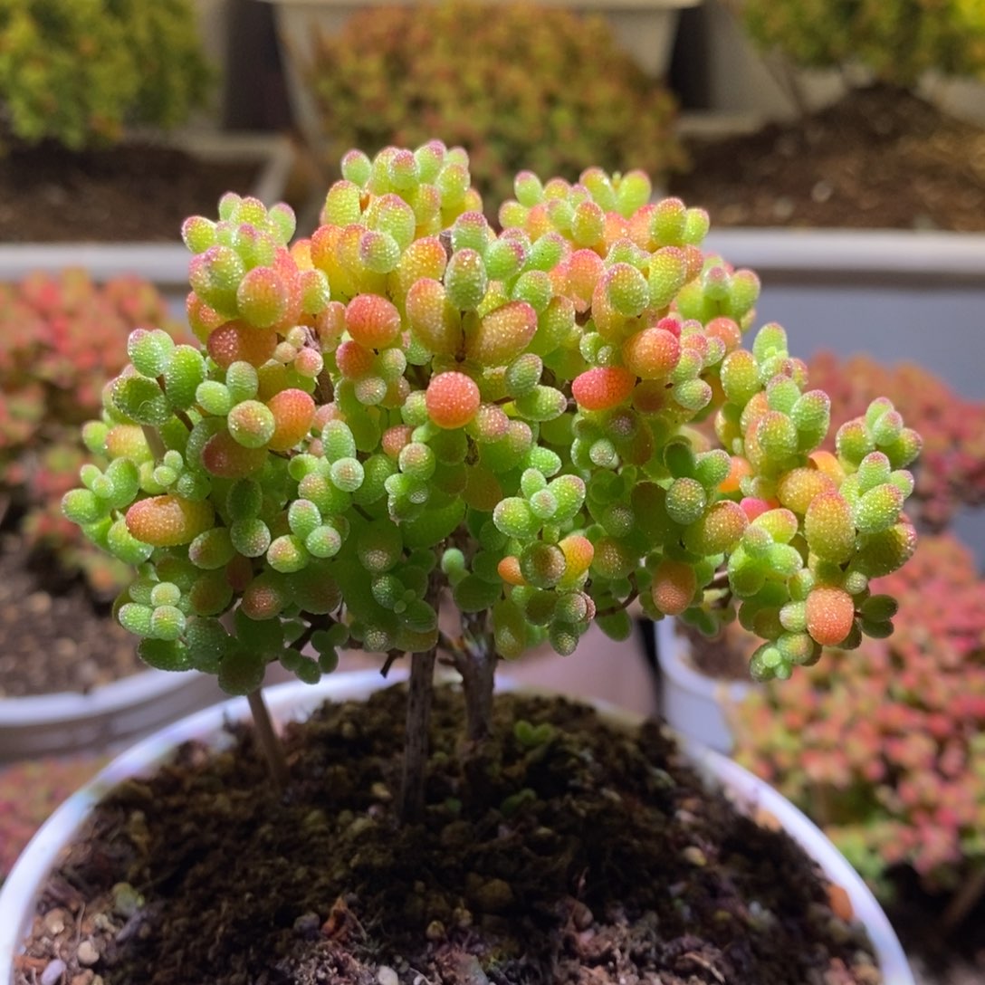 金桔糖球枝干番杏D787