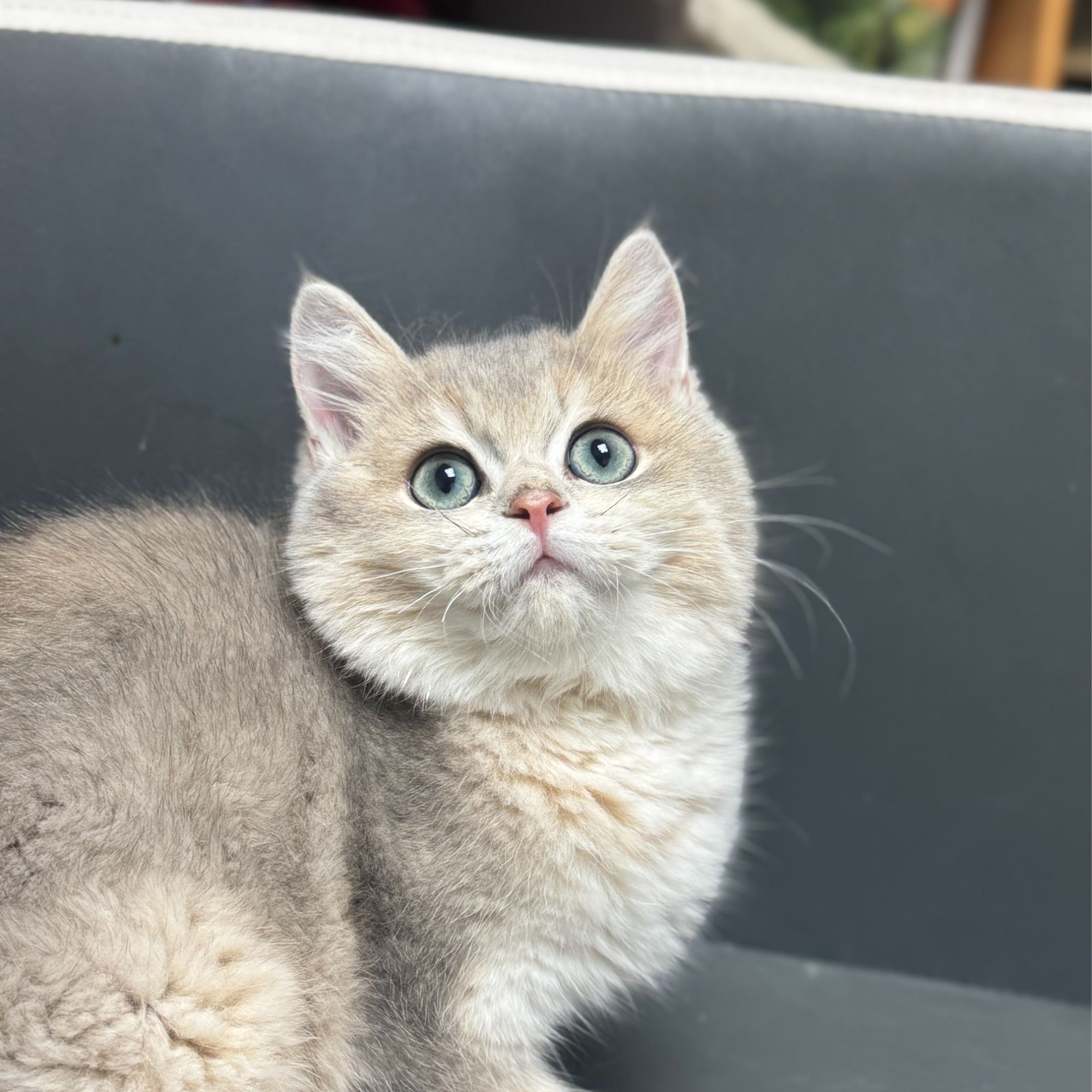 来了姊妹-蓝金英短猫 弟弟 J35