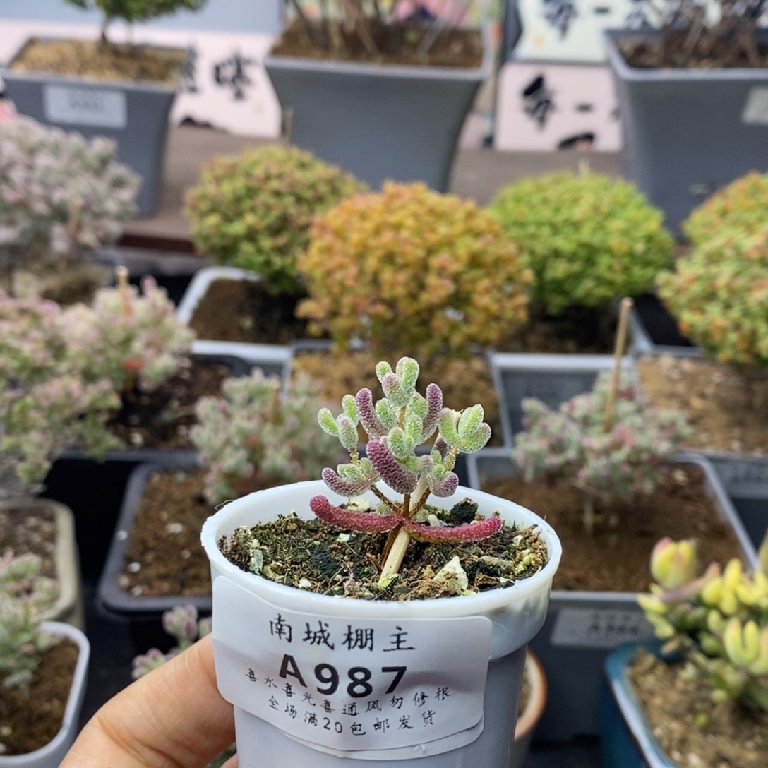 987实生优选冰晶枝干番杏