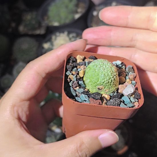 【瑕疵特价】麟蹄玉直径2球体有瑕疵