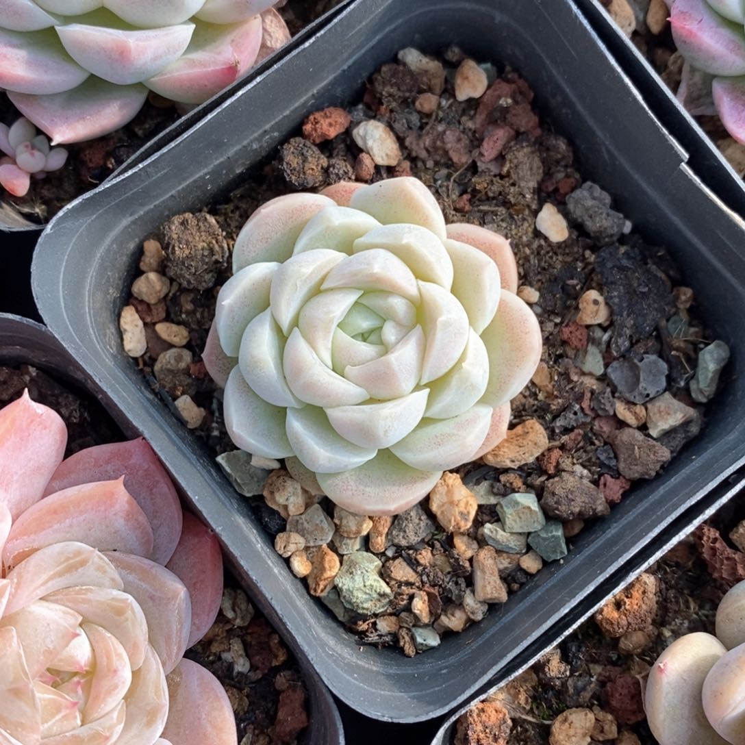 精品多肉一物一拍不包整179