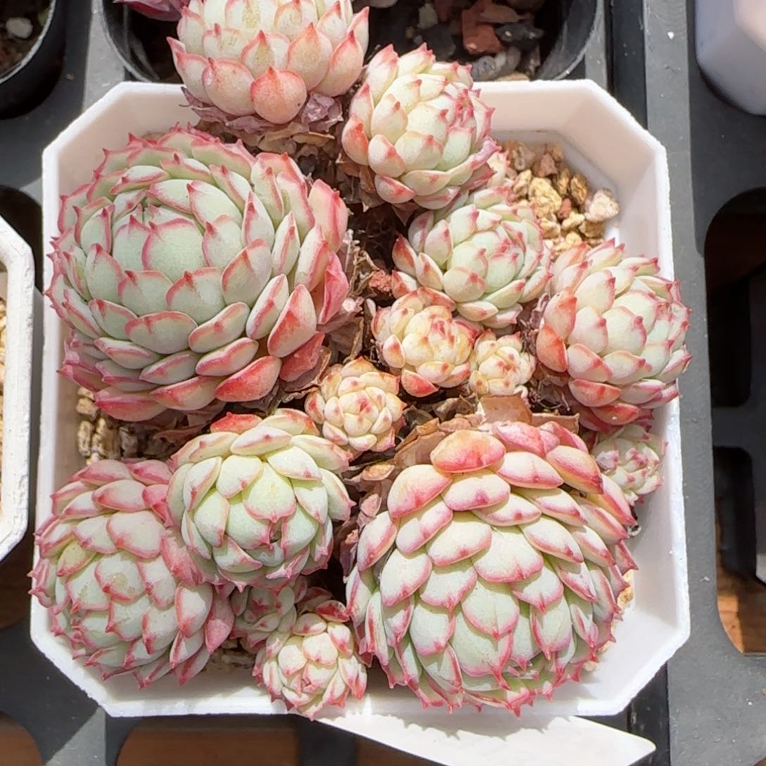 花语逸境0213-405