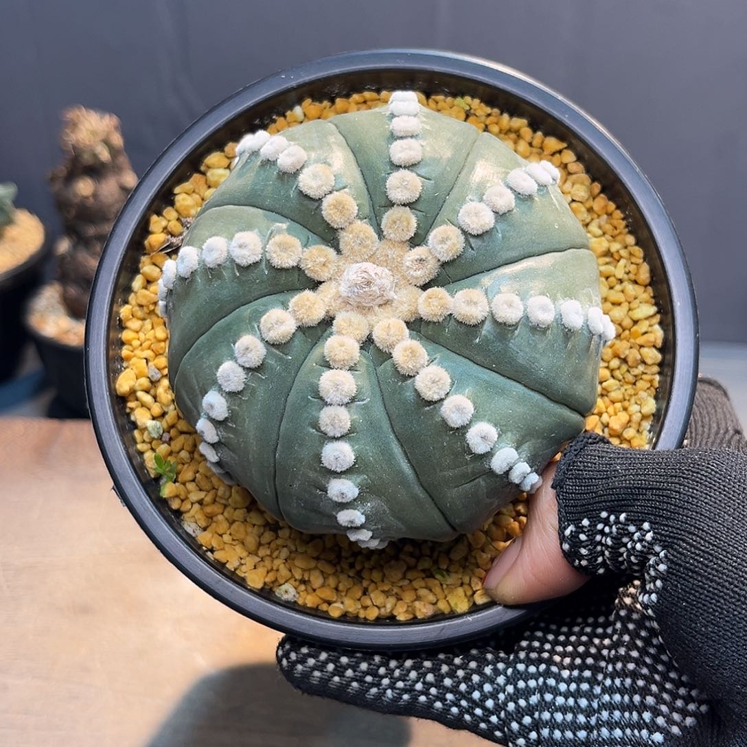 高绒连心Zzzzzzzzzzzzzzz