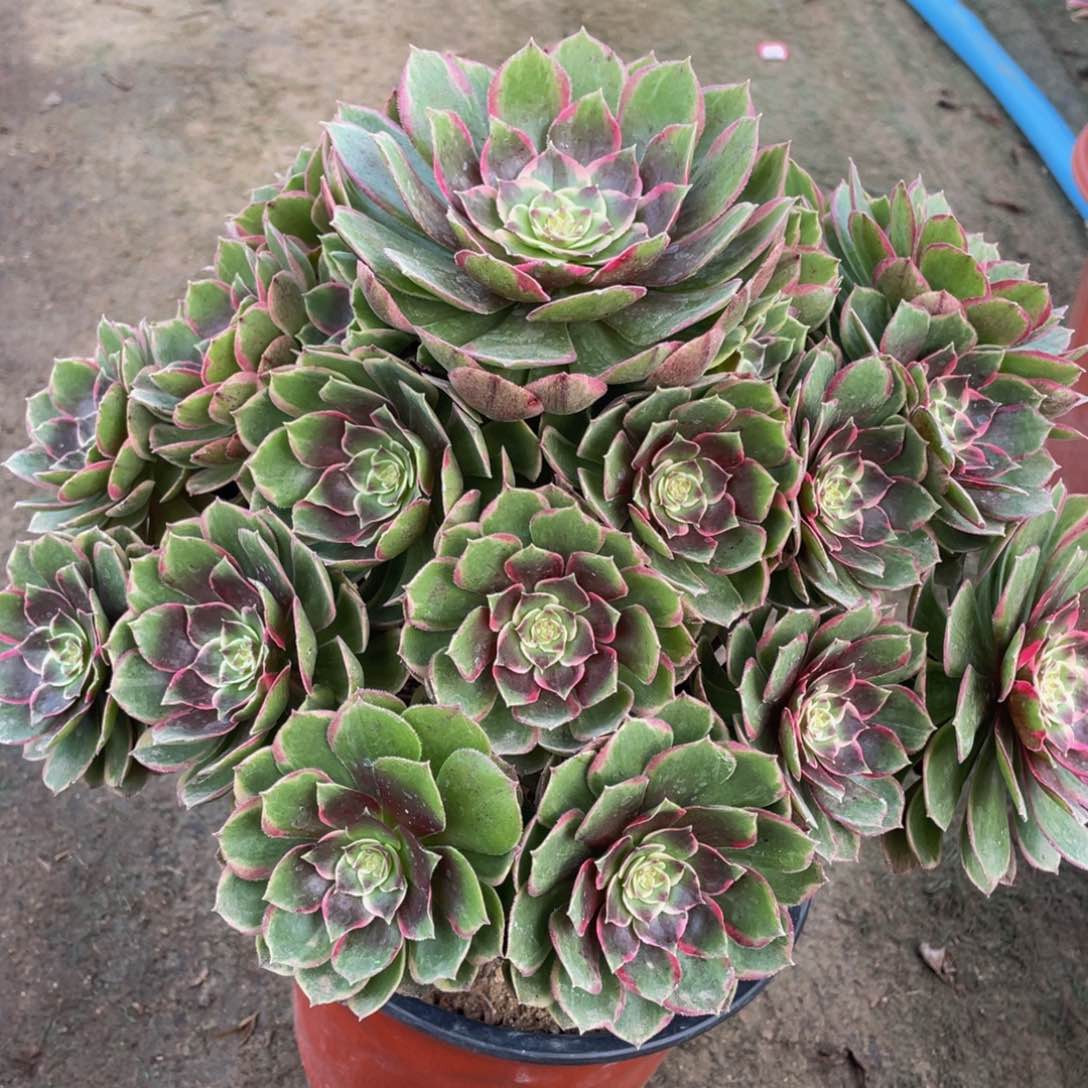 489粉花妖精品法师老桩