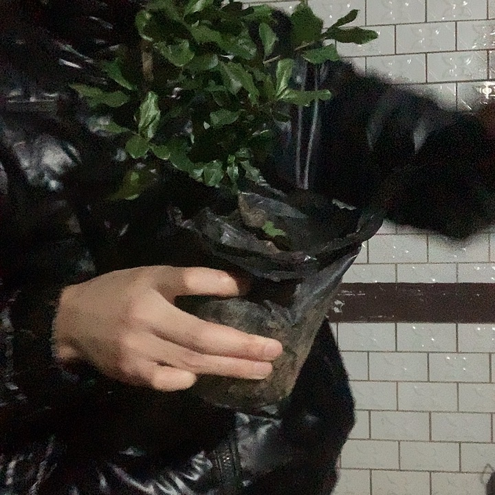 无花朵金弹子金瓜大苗