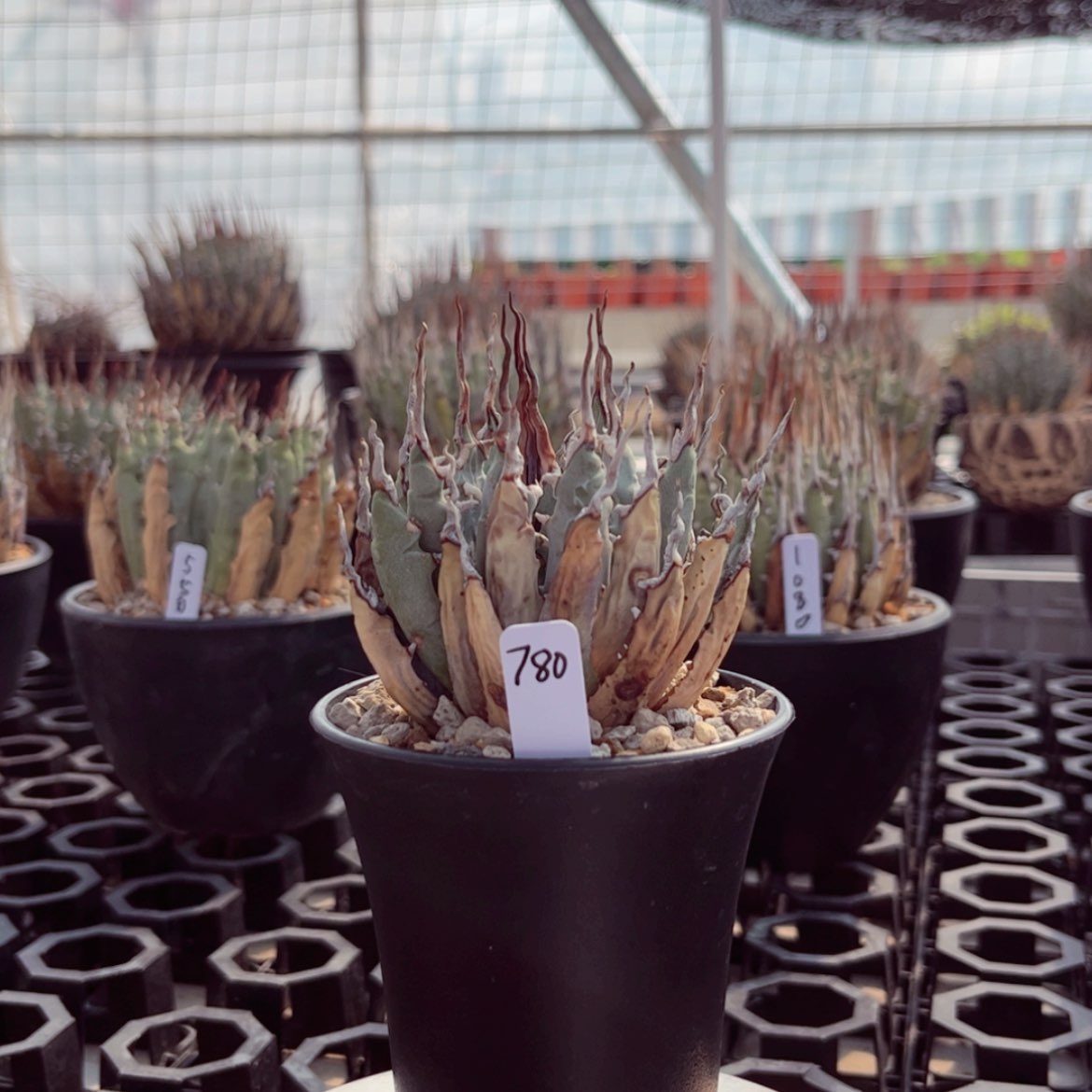 【闪购商品】熟桩活动价