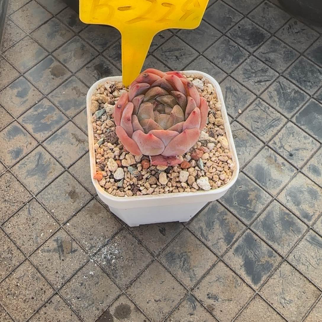 x***Z兴兴园艺。多肉植物