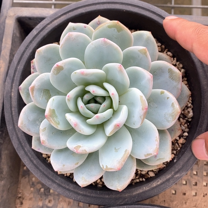 橙梦露一颗。  随机脱土发货。  福利。 