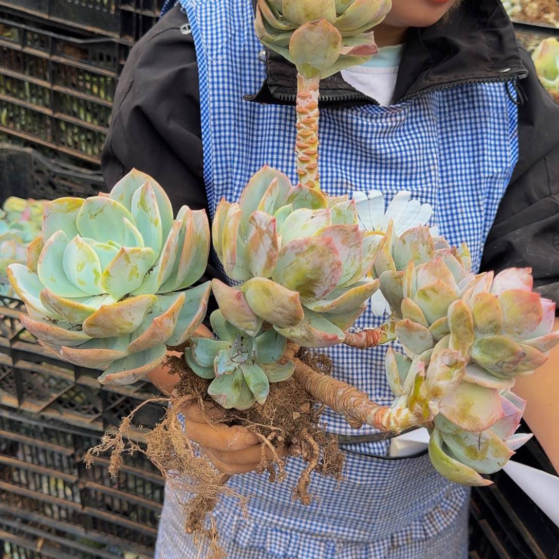 不*白凤 一颗 不包损7721