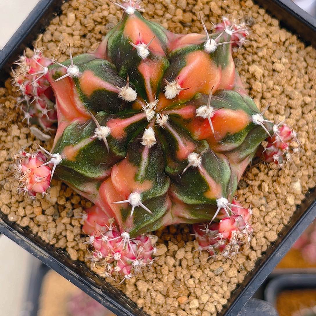 米哈洛维奇002 自根 母本5.4公分