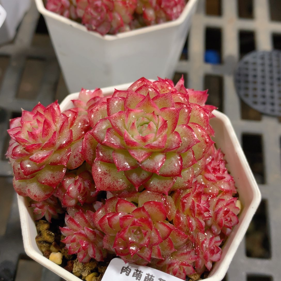 肉萌萌拇指盆精控多肉ZE459