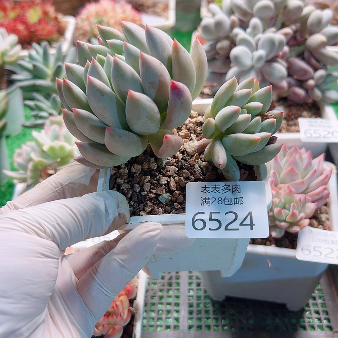 无花朵多肉一物＿柏6524
