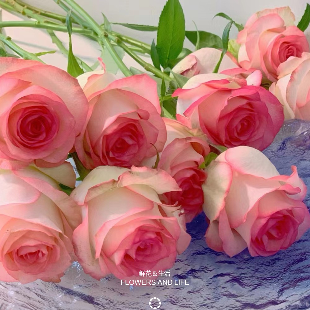 ♛艾莎20支♛ 全场两单送配草 三单送花瓶  拒收不售后