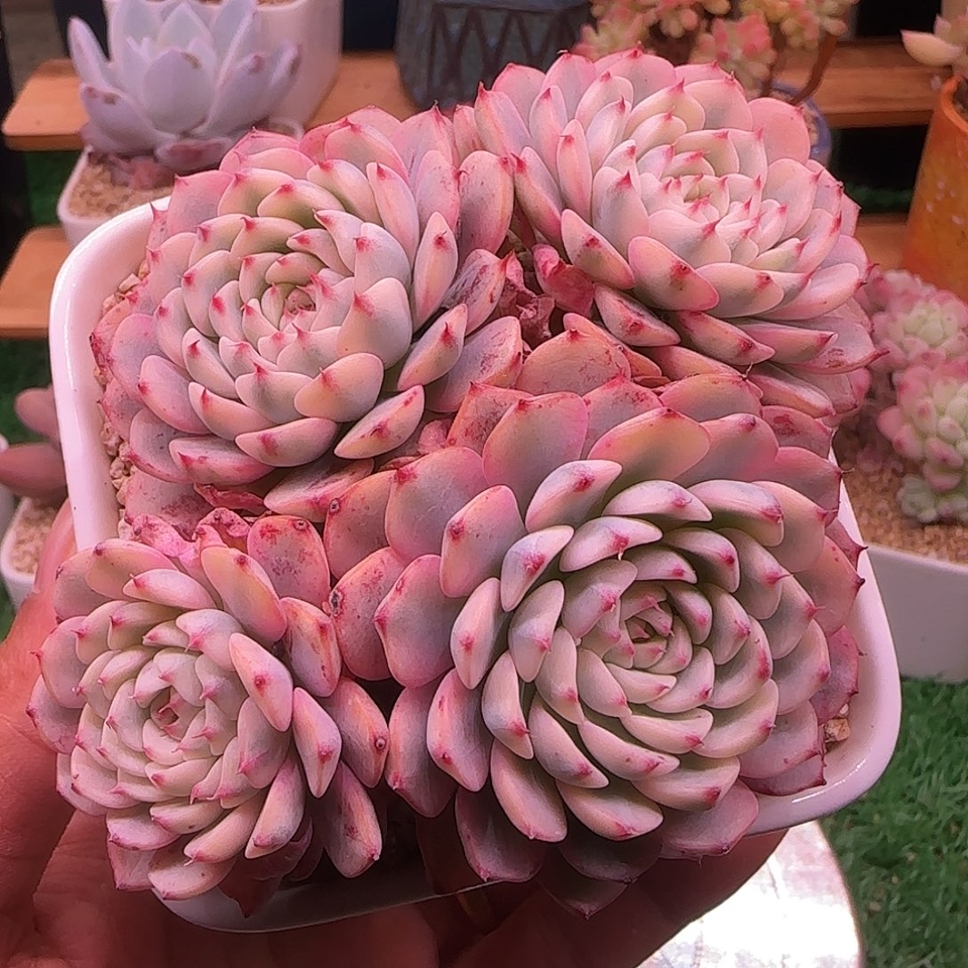 姬莲锦不带盆土发货