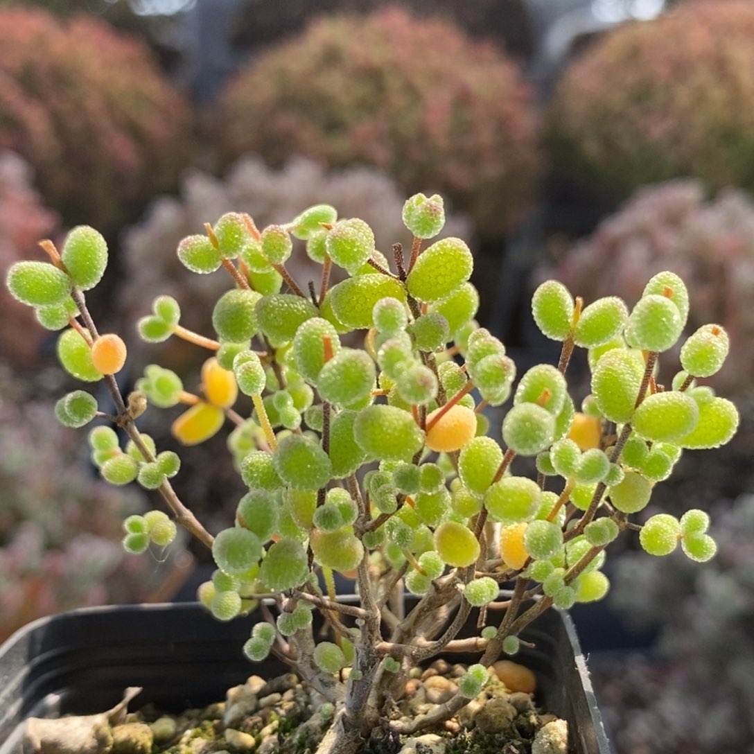 密叶糖球5559枝干番杏