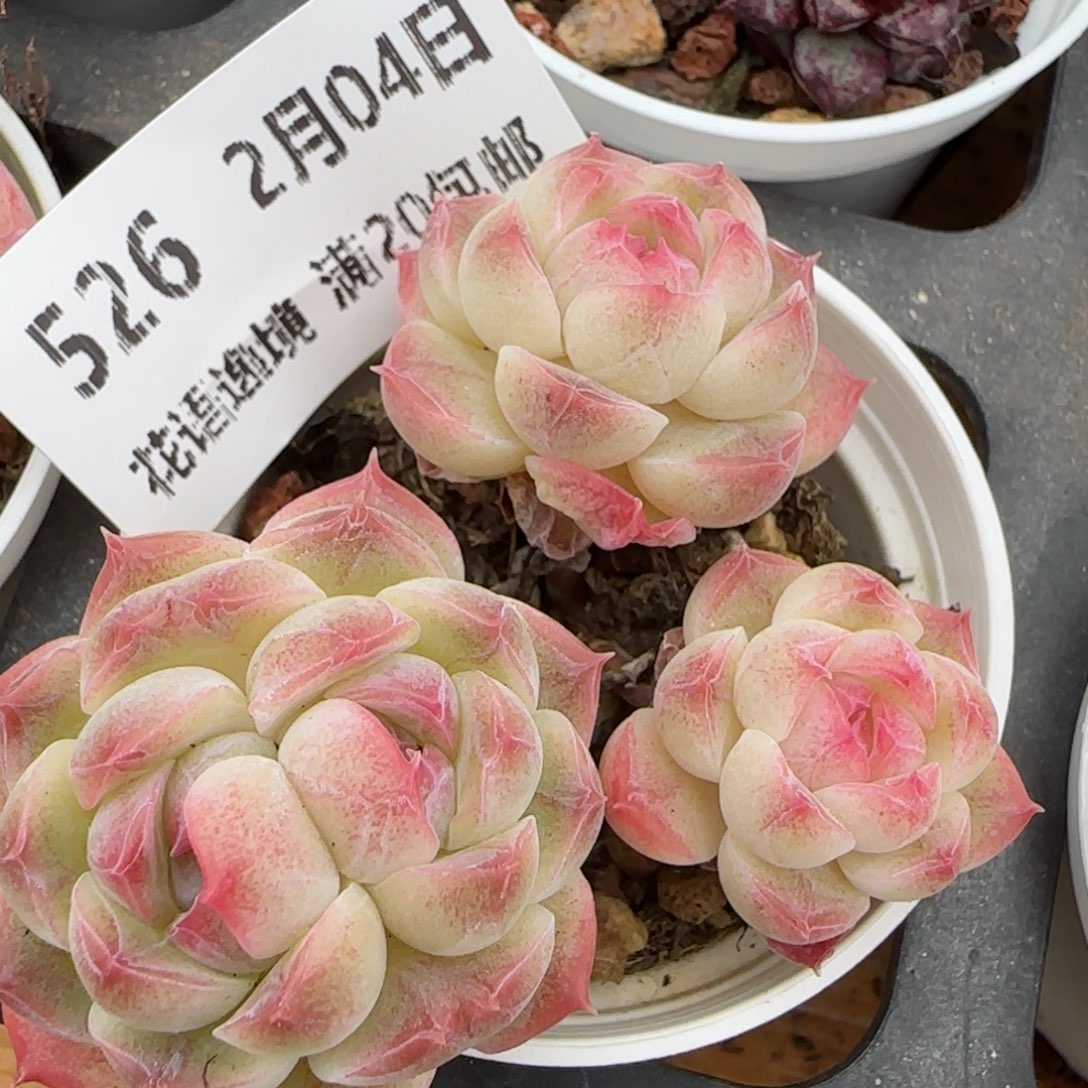 花语逸镜0204-526