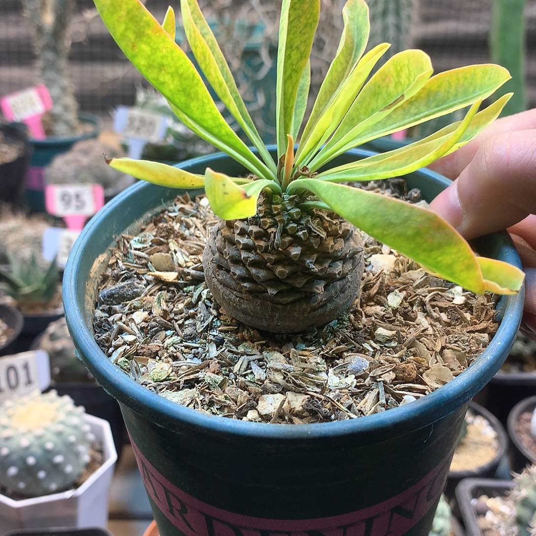 铁甲丸，，，，，，，，，，，，，，，