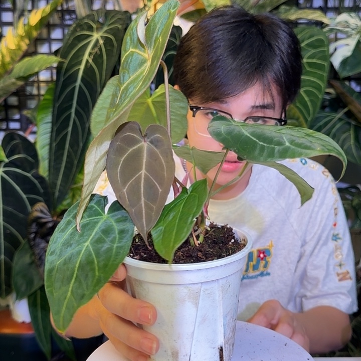 完全开放M72蝴蝶杂粉脉papi