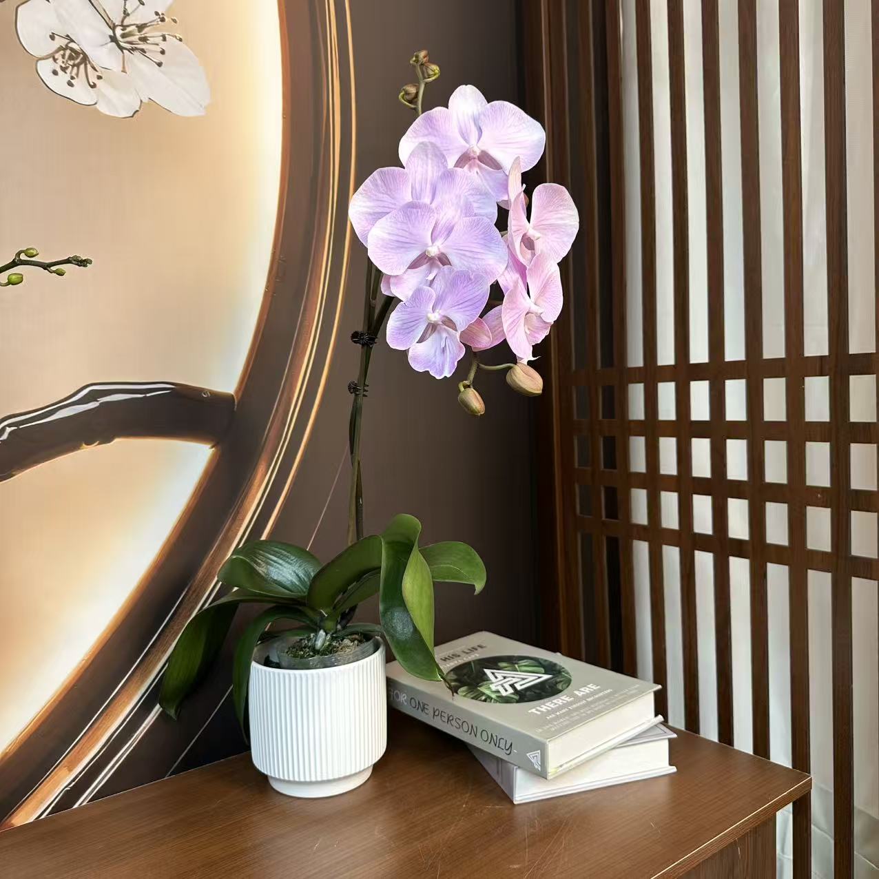 【神仙姐姐】3.0寸 精品蝴蝶兰 开花带花苞 花卉基地直发