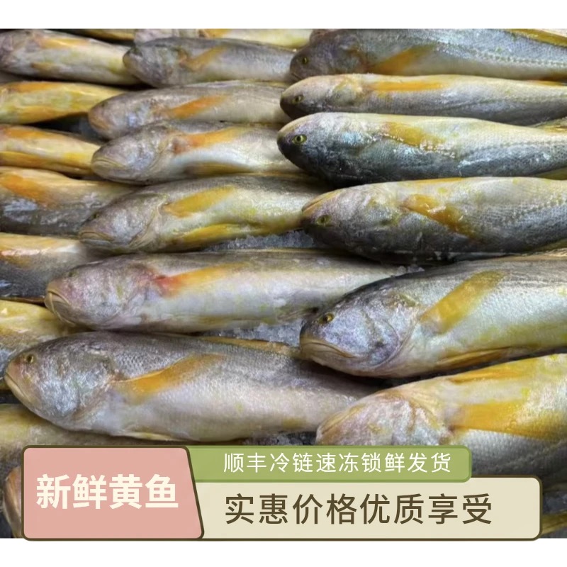海捕黄鱼新鲜速冻1斤/1条 ，发5条，顺丰冷链发货