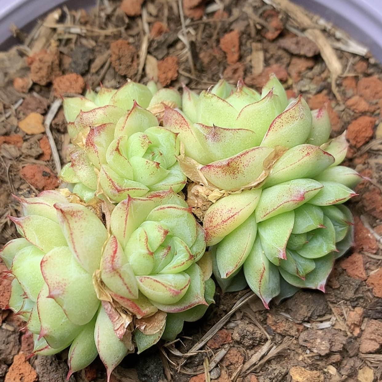 【闪购商品】云777