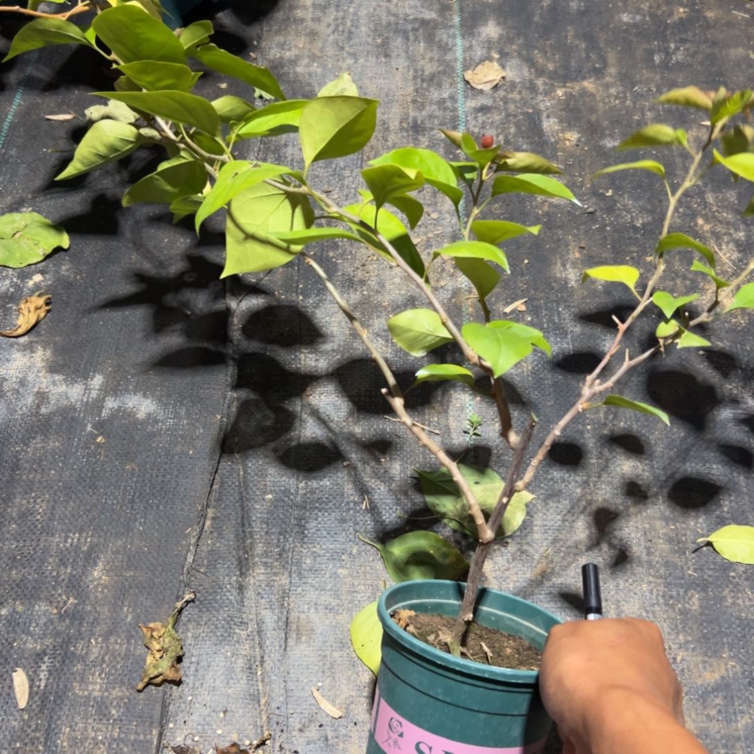 无花朵【30号阿珠娜】福利款不售后介意勿拍