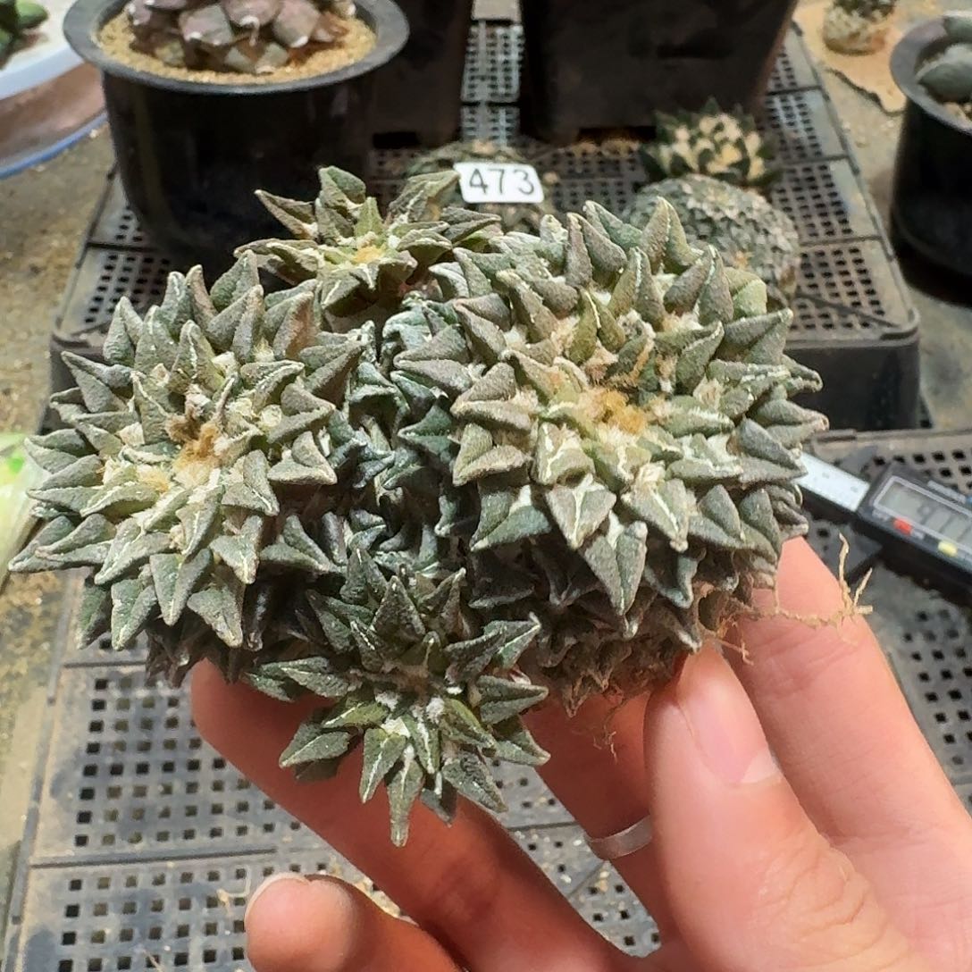 480号仙人球萝卜根