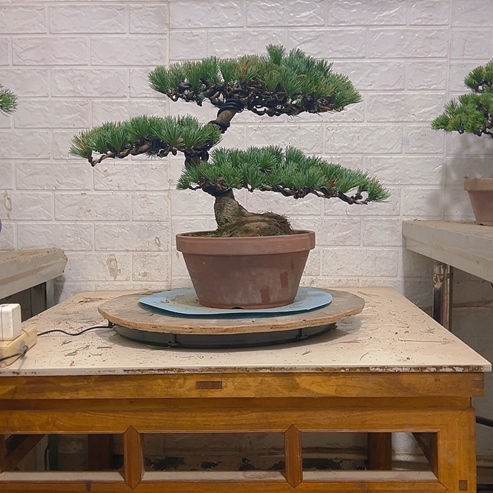 无花朵五针松老桩老松