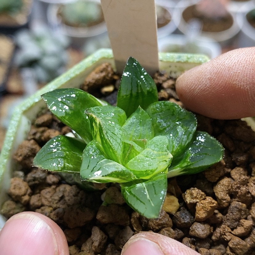 【闪购商品】101实生