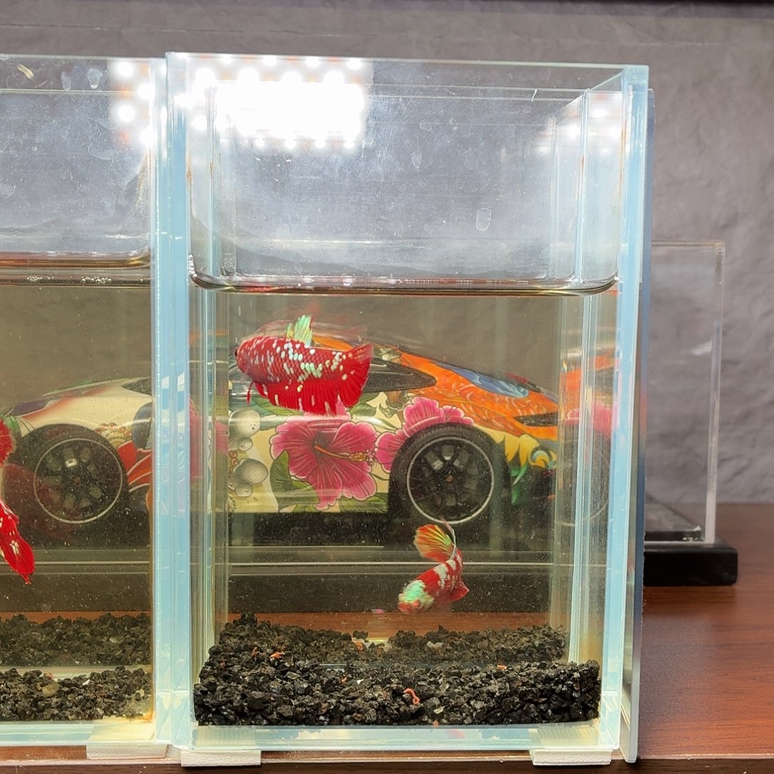 斗鱼彩金将军母鱼