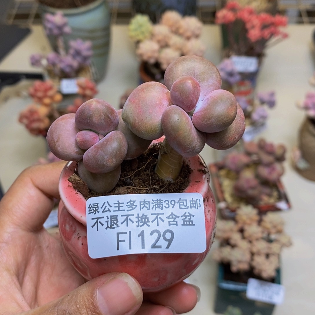 129芒果奶kk奶多肉5c m