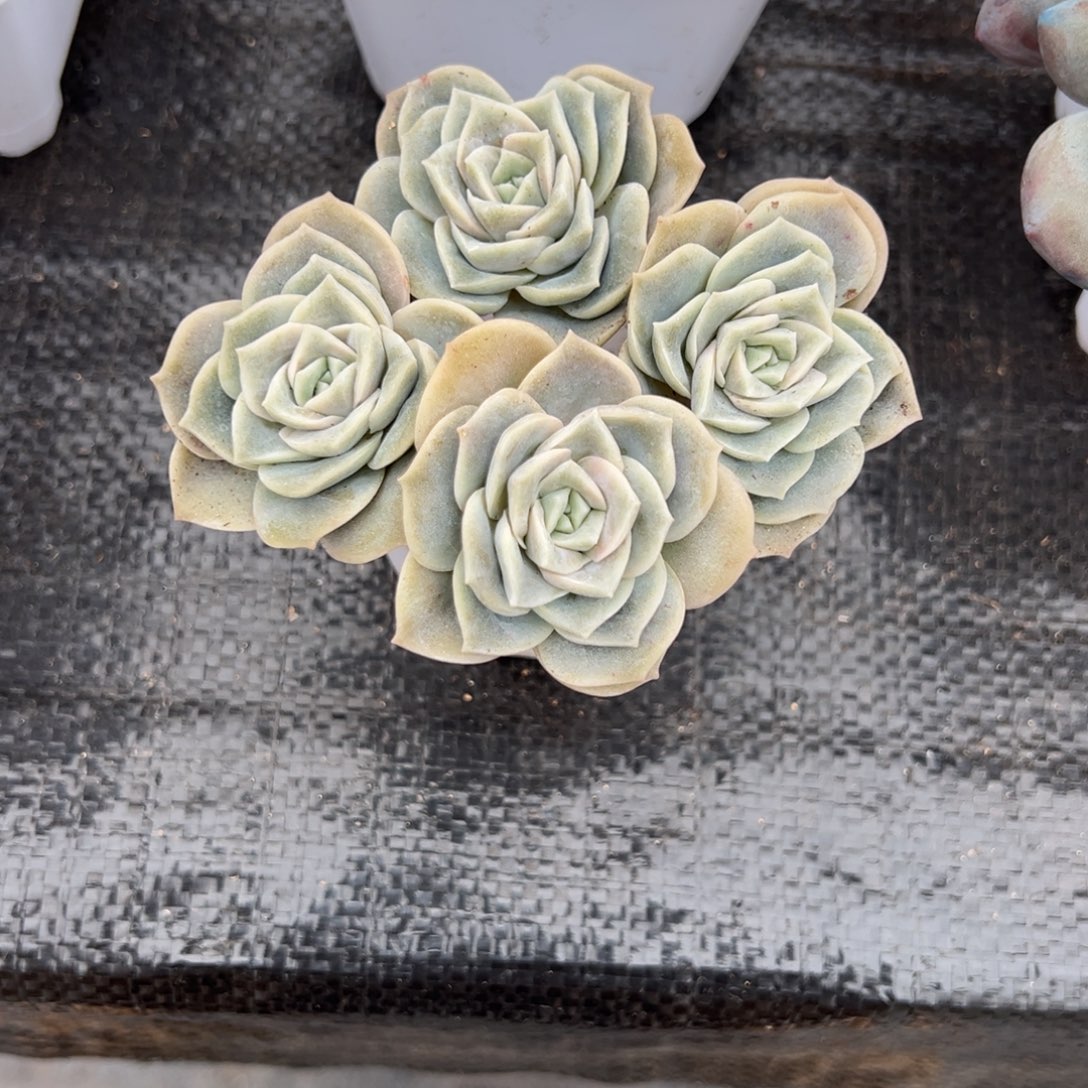 布***寳可爱玫瑰一物一拍