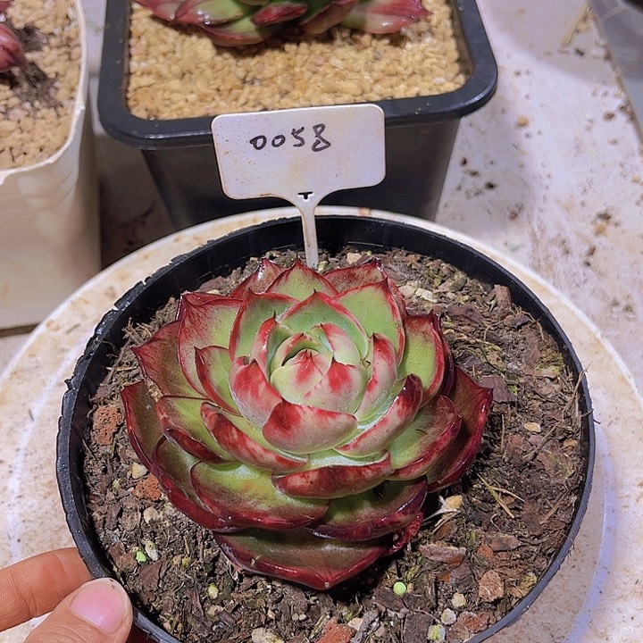 惊鸿仙子多肉植物58