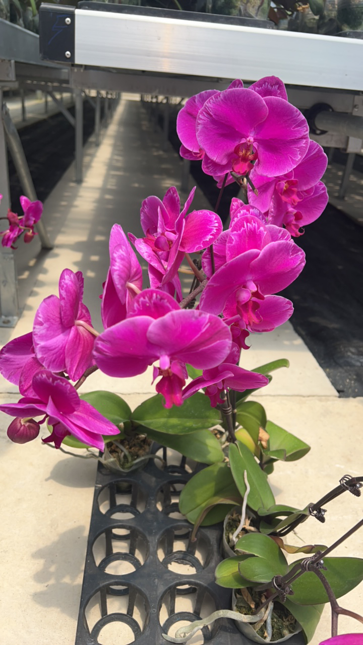 万景花卉 3寸光芒四射 福利款 微瑕 