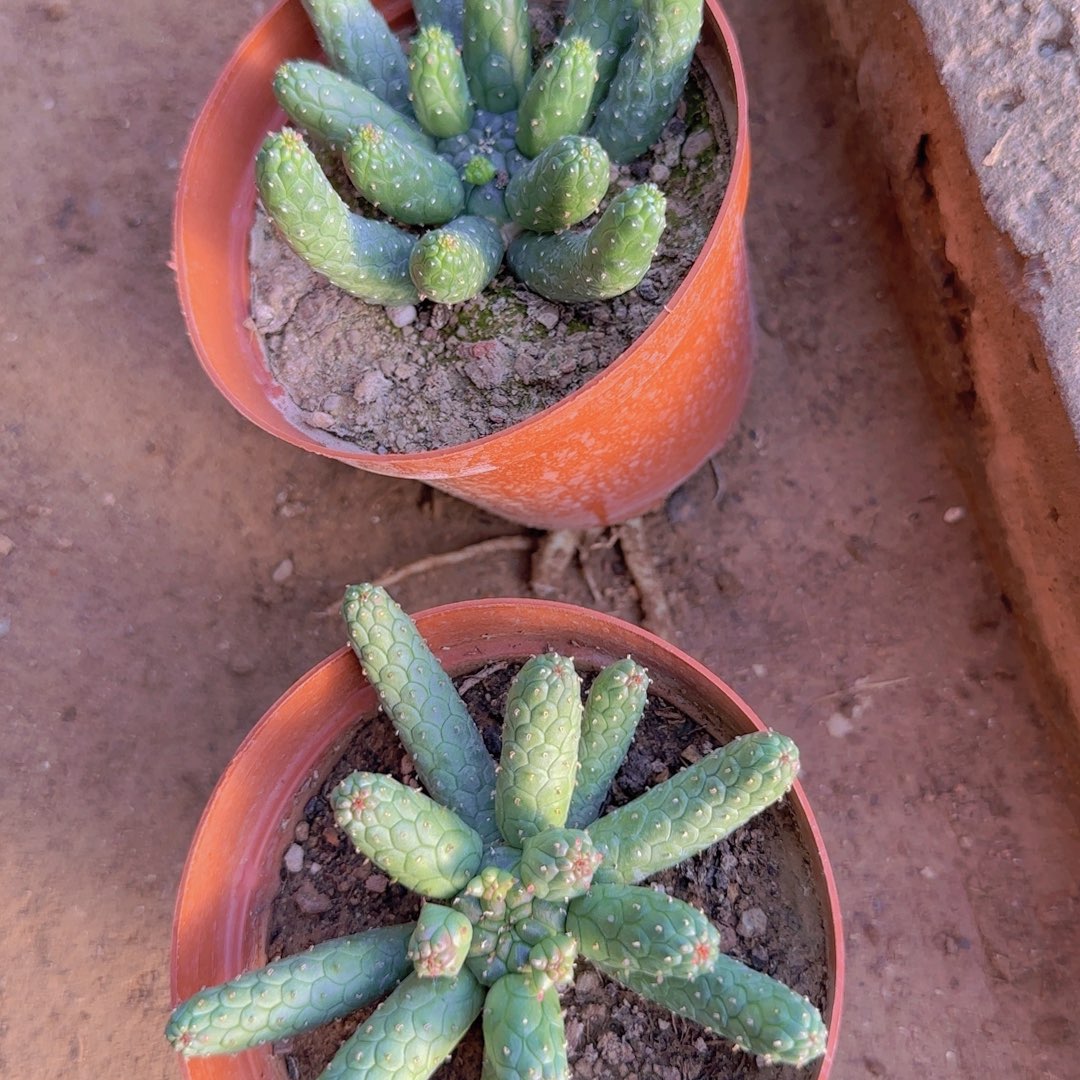 块根植物块根植物