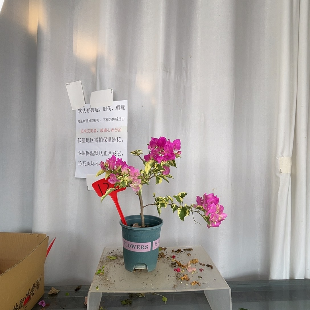 大部分开放少量花苞122金边宫粉盆苗