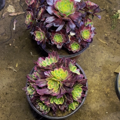 两盆多肉植物4023