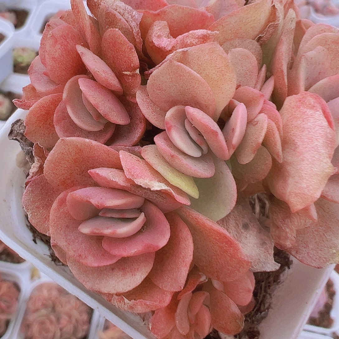 秀妍群19包邮多肉植物