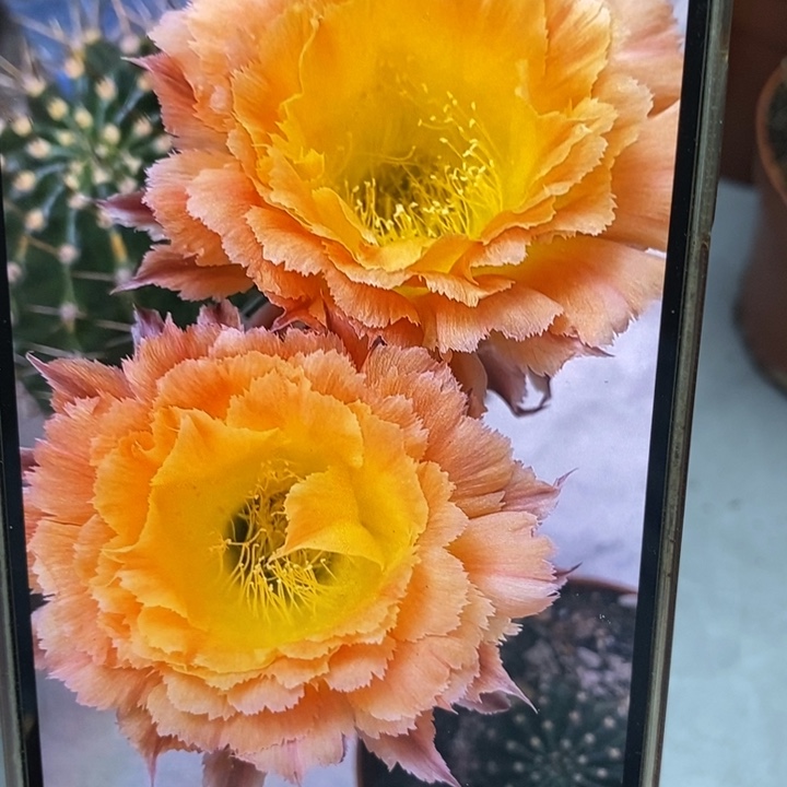 彩草橙黄羽毛侧芽4公分左右