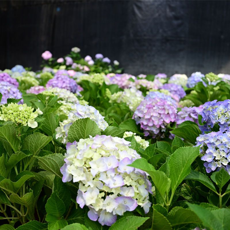 大绣球花卉盆栽庭院阳台适合室外养护