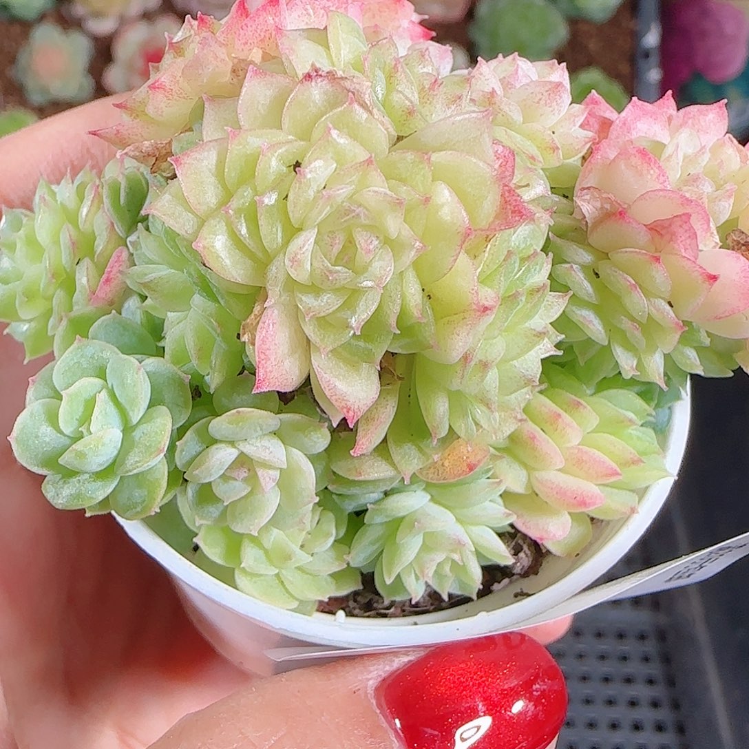 1024-79优选麦秆不包整