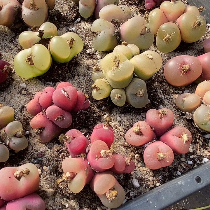 ?**璃25553大群生毛一组      