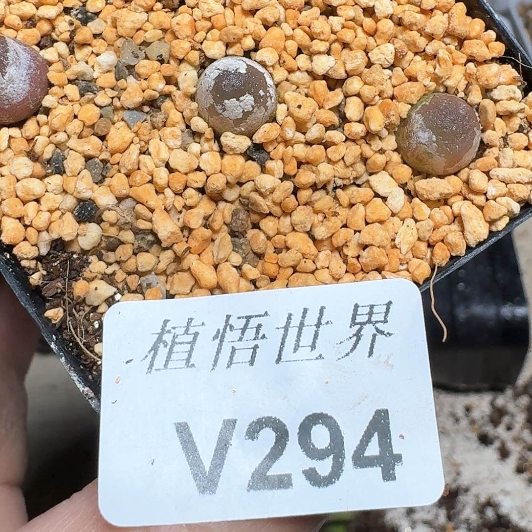 294号多肉植物哇f g