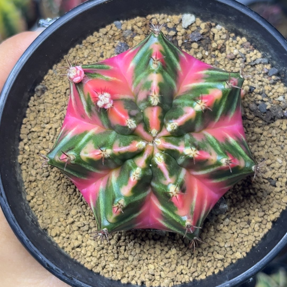 泰系豪臀米哈 带盆土发货6.5cm