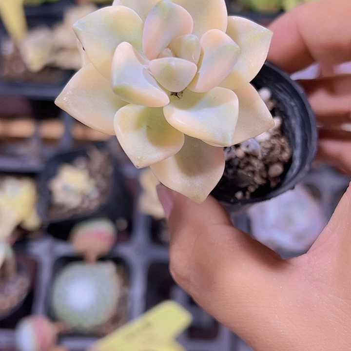 美杏锦精品多肉植物大战