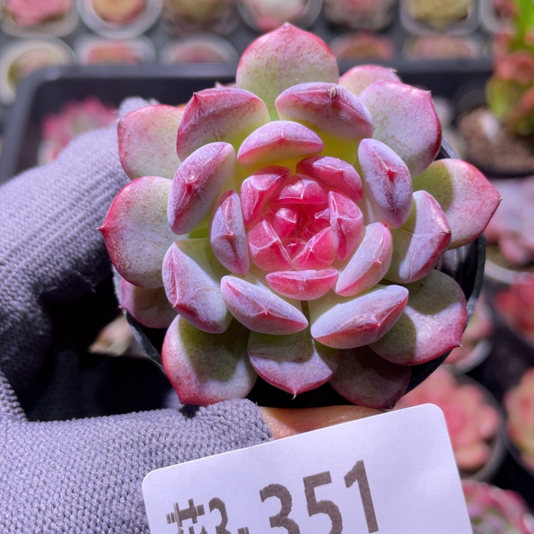 花利美3-351新品  