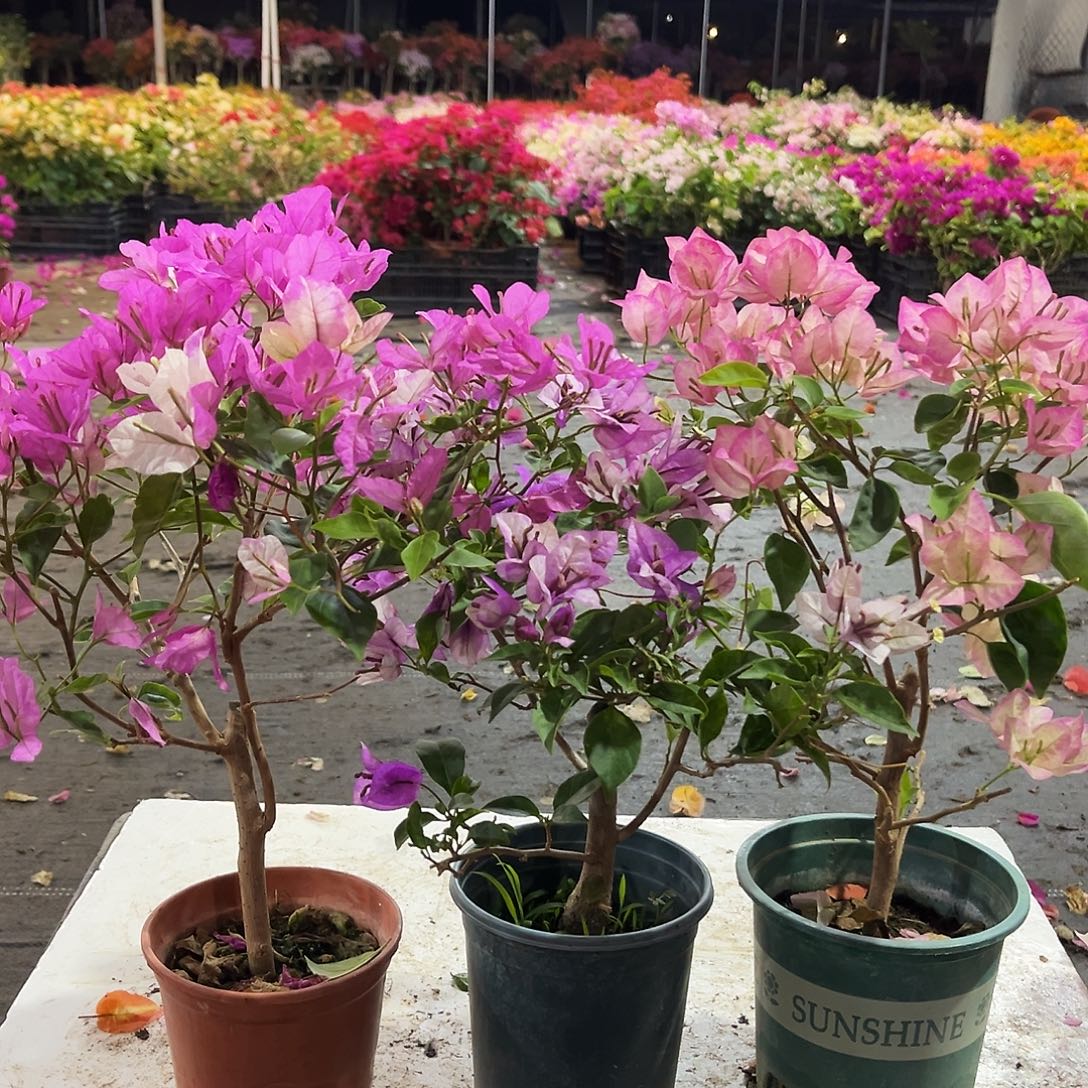 大部分花苞少量开放章红英，雪紫，五宝